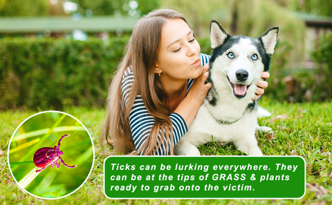 Image of Tick Remover Tick-Off - Hygienic All Stainless Steel Tick Removal Tool With Leather Case. Complete With Tick Removal Instructions & Identification Chart - Patent No. D889,646